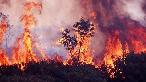 Wild bushfire burning out of control in native bushland in Tasmania, Australia
