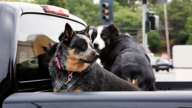 Couple of dogs in a pickup truck at light stop.