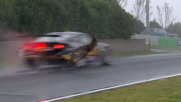 The kangaroo jumped out in front of Allen's car driving nearly 250km/h. 