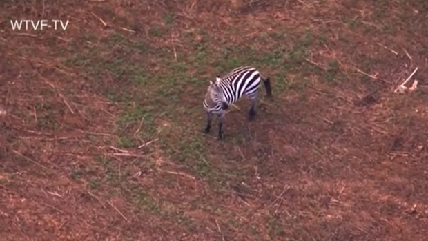 Helicopter footage of a zebra running loose in Tennessee.