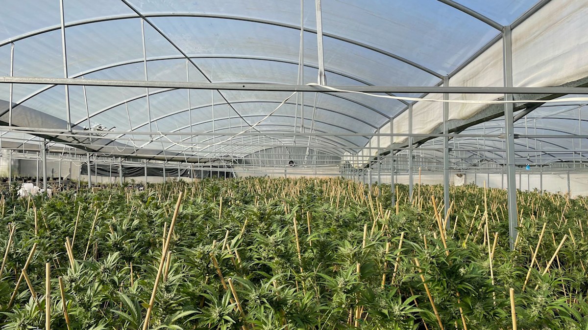 Man charged after over $3 million worth of marijuana seized in Western ...