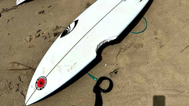 Authorities said a shark took an estimated 15-centimetre chunk out of the boy's surfboard at the netted Dee Why Beach, near Dee Why Point, about 11.45am today.A photo of the surfboard shared by the Manly Observer. 