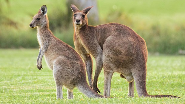 Kangaroo attacks are rare.