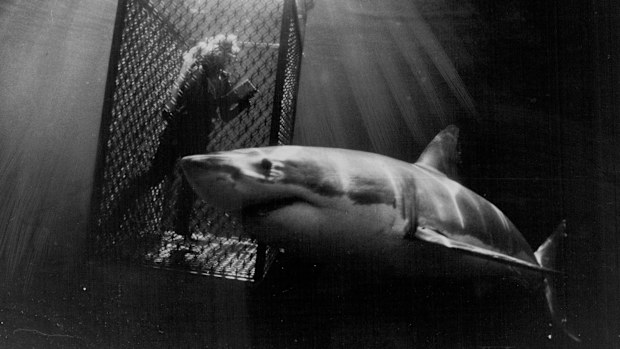 Underwater photographer and explorer Valerie Taylor takes no chances when she goes into shark-infested waters. December 6, 1985.