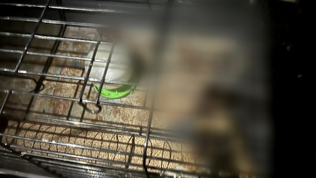 A Current Affair was provided with a disturbing video showing at least five dead or dying chickens in the boot of a City Chicks vehicle, with registration matching the car Dimock still drives today. 