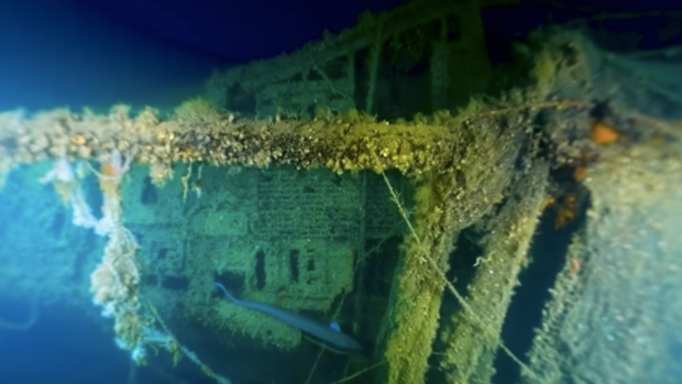 Velella shipwreck Italy