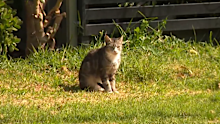 A growing number of Victorian councils are implementing stricter cat curfews.
