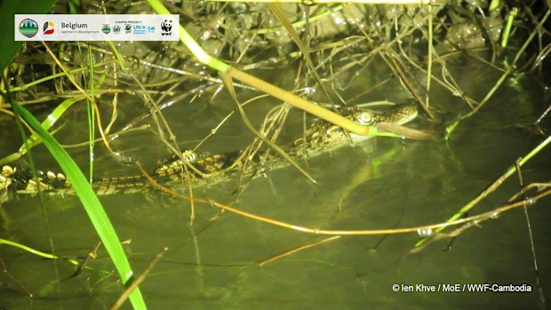 Eight babies of critically endangered Siamese crocodiles were found in Cambodia raising hopes of its continuing survival in the wild. 