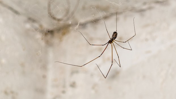 Spider daddy long legs