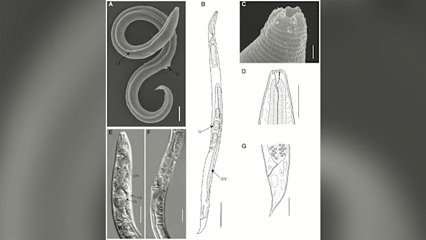 Siberian worm brought back to life by researchers after 46,000 years ...