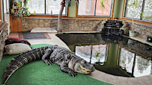 This photo provided by Tony Cavallaro of Hamburg, N.Y., shows his alligator, Albert, inside the custom enclosure he built for the reptile in his house, in Hamburg, N.Y. 