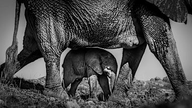 Under mothers guide