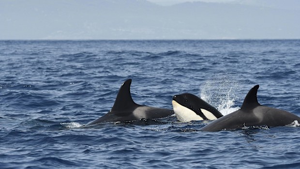 A pod of killer whales (Orcinus orca) swims together in the Strait of Gibraltar in August.