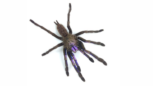 Electric blue tarantula spider discovered in Thailand