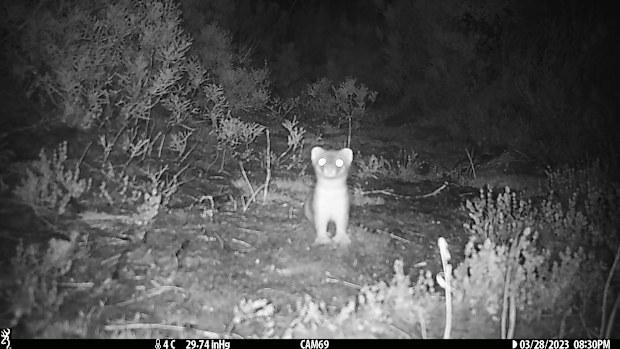 Surveillance cameras captured the invasive stoat on New Zealand's bio-sanctuary Chalky Island.