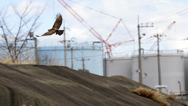 A bird flies within the premises of the Fukushima Daiichi nuclear power plant, operated by Tokyo Electric Power Company Holdings (TEPCO), in Futaba town, northeastern Japan on Monday Feb. 20, 2025.