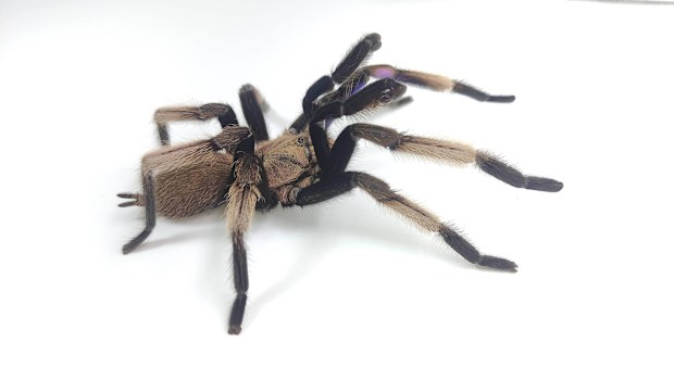 Electric blue tarantula spider discovered in Thailand