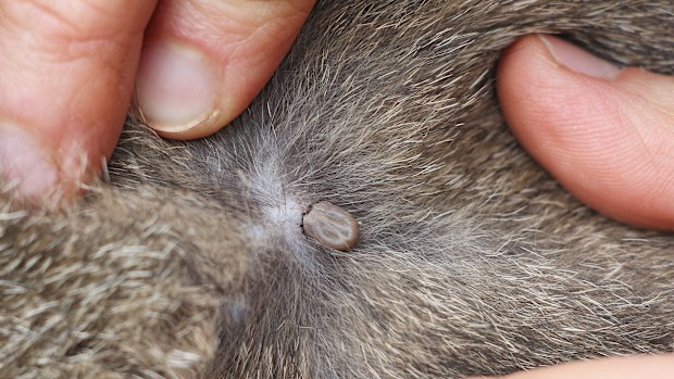 Tick on a cat