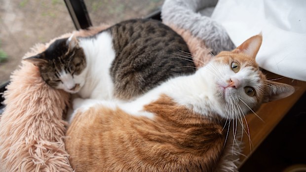 Cats curled up by a window