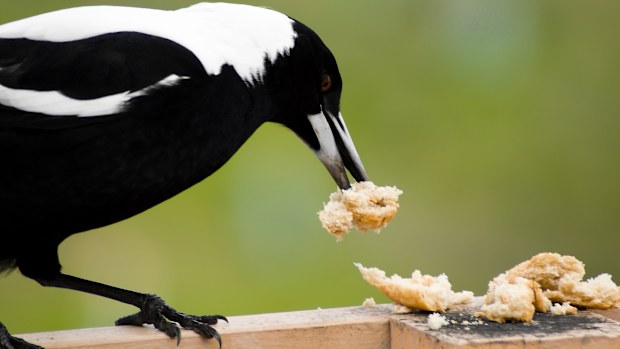 An Australian Magpie eating some bread that I left out for it.