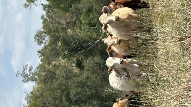 john walsh farm stay nsw