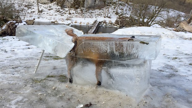 The fox was found frozen in the river by a member of the public. (AFP)