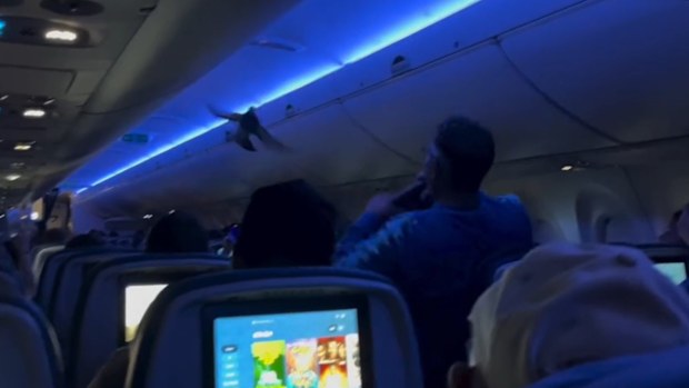 The Delta Airlines flight from Minneapolis to Madison, Wisconsin, was delayed on Saturday (local time) when two pigeons started flying through the cabin. 