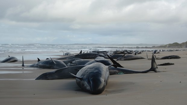 Mass stranding of more than 150 false killer whales at Arthur River in Tasmania's far north-west 19.02.25