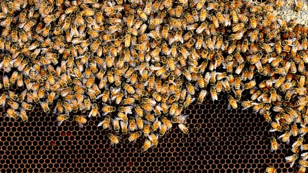 A parasite mite that attacks and feeds on honey bees has been detected in Queensland for the first time.