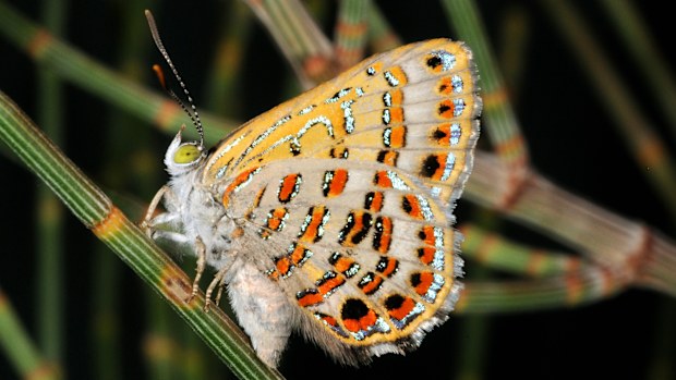 The endangered Bulloak Jewel Butterfly, Hypochrysops piceatus.
