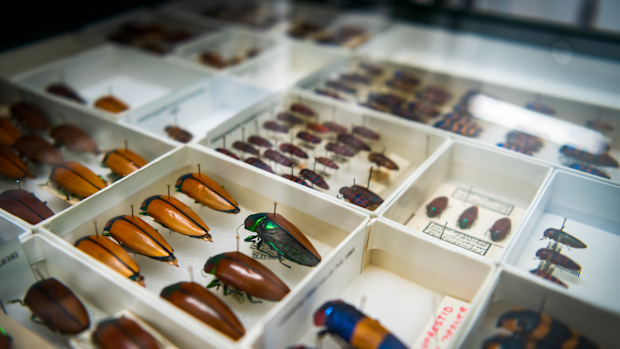 Beetle specimens at the CSIRO's new Discovery facility.