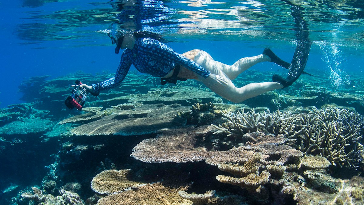 The Shipwreck Mermaid: Inside the world of Queensland's 'shipwreck ...