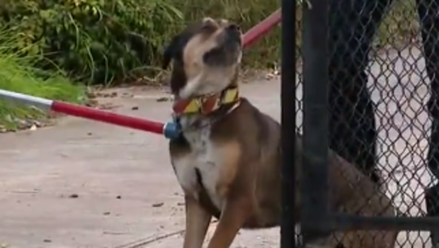 A man is being treated in hospital after two dogs attacked him in the Adelaide Parklands this afternoon.