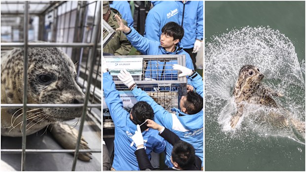 37 spotted seal pups were released back into the wild in northern China after being rescued from traffickers.