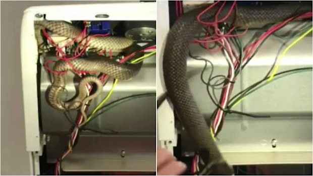 A woman was startled when a metre-long snake crawled past her and into the oven.
