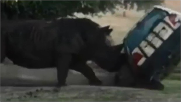 Rhino rams safari park car with staff member inside German news | Nine ...