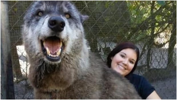 Yuki was dumped at a kill shelter when he was eight-months-old because he was growing too fast.