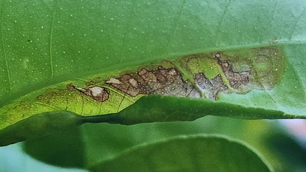 The rough lemon leaf (Citrus × limonia) showing symptoms of citrus leafminer (Phyllocnistis citrella)