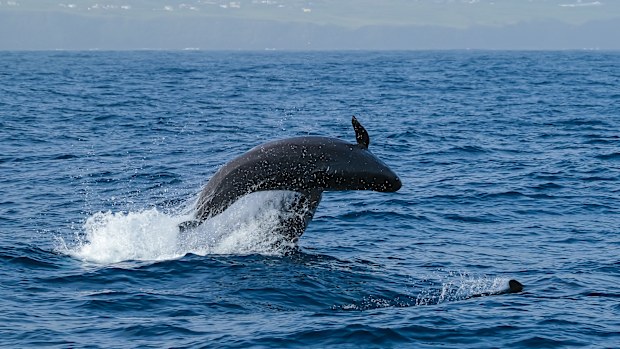 Two false killer whales jumping in front of each other, one individual swims by the right side. Shot near the cost of Faial