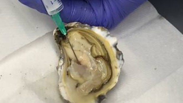 A ground-breaking discovery suggests that Sydney Rock Oysters could aid in the battle against superbugs, research from Southern Cross University has found. 