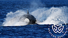 The orcas were seen charging at the blue whale. 