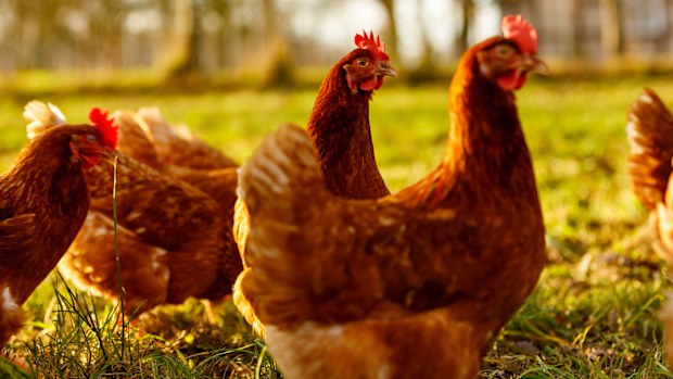 Chicken bird flu 
