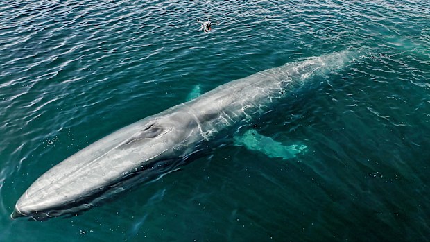 Researchers use drones to deploy tagging devices on wild whales. This photo can't be re-used with other articles.