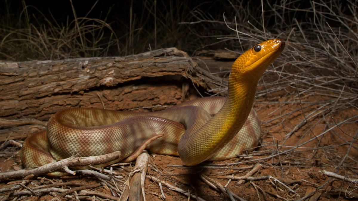 Snakes news: Tread softly, a long-standing myth about the reptiles was ...