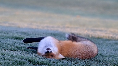 Video category winner: 'Fox with the zoomies'