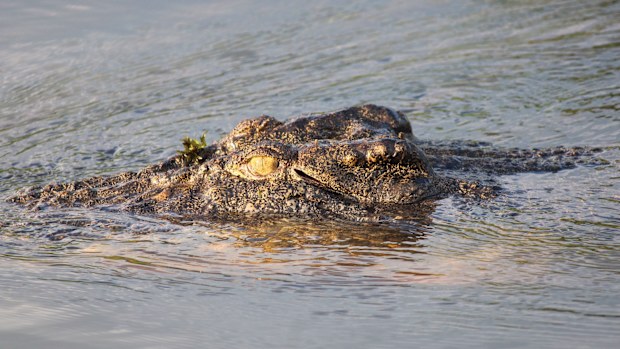 A saltwater crocodile. (AAP)
