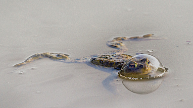 Reptile category winner: 'Frog in a balloon'