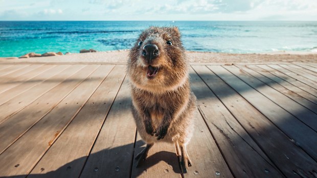Rottnest Island