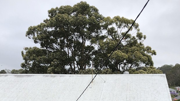 Craig said the trees give his house valuable shade over summer