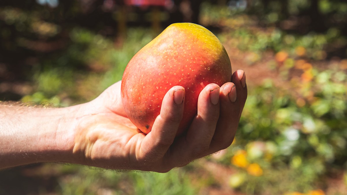 Mango season launches early with Kensington Pride variety appearing in ...